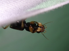 Pinophilus latipes