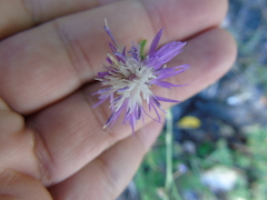 Centaurea tymphaea