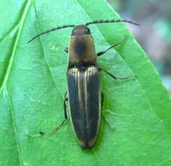 Megapenthes limbalis