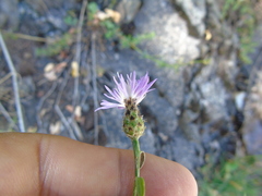 Centaurea tymphaea