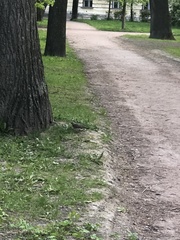 Turdus pilaris