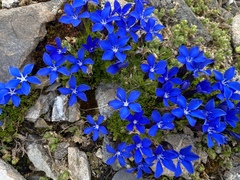 Gentiana bavarica subacaulis