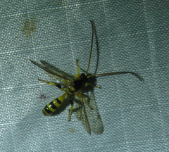 Colpotrochia crassipes