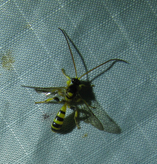 Colpotrochia crassipes