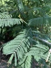 Vachellia campechiana
