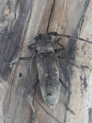 Susuacanga stigmatica