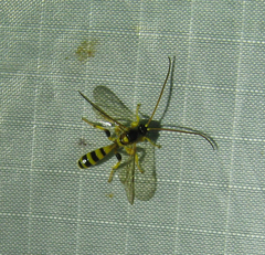 Colpotrochia crassipes