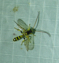 Colpotrochia crassipes