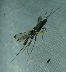 Ichneumonidae