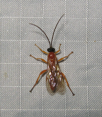 Ichneumonidae