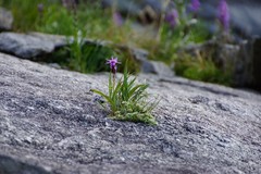 Liatris helleri