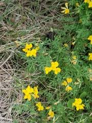 Lotus corniculatus