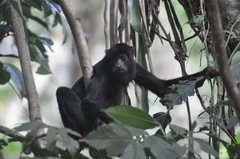 Alouatta belzebul