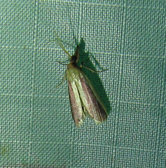 Peoria approximella