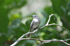 Myiopagis caniceps