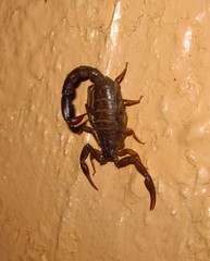 Vaejovis nigrescens