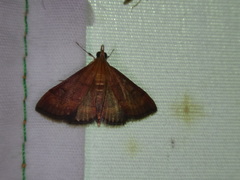 Pyrausta rubricalis