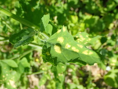 Peronospora variabilis