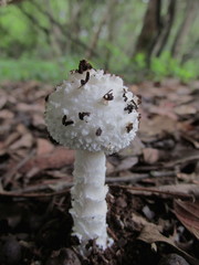 Amanita veldiei