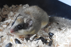 Dryomys nitedula