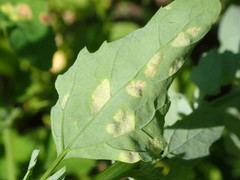Peronospora variabilis