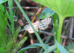 Parapoynx badiusalis