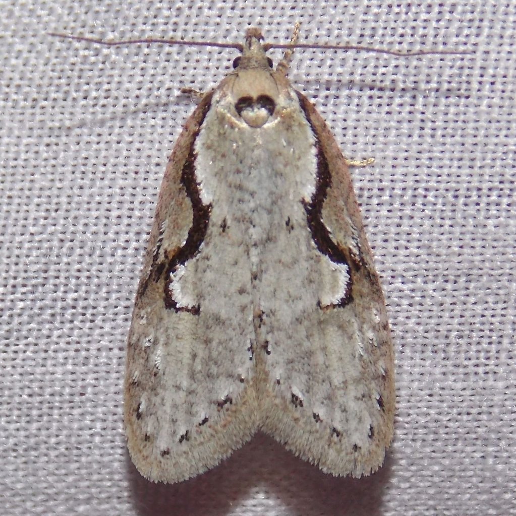 Packard's Concealer Moth