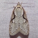 Packard's Concealer Moth - Photo (c) Fyn Kynd, some rights reserved (CC BY)
