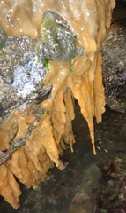 Compound Sea Squirt photo 4