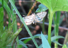 Parapoynx badiusalis