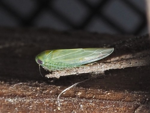Balclutha incisa observed 2020-07-29