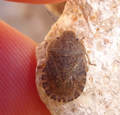 Sciocoris homalonotus