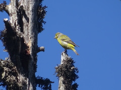 Carduelis citrinella