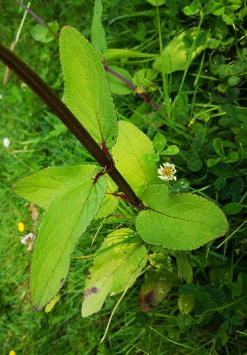 Water Figwort