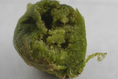 Aceria galiobia