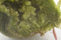 Aceria galiobia