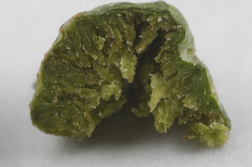 Aceria galiobia