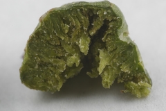 Aceria galiobia