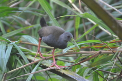 Pardirallus nigricans