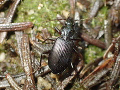 Platynini