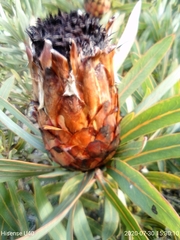 Protea longifolia × repens