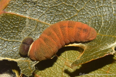 Coladenia indrani