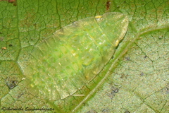Petalocephala