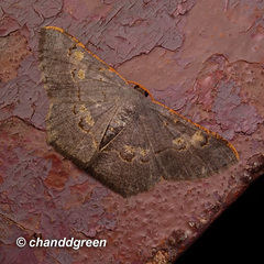 Serratophyga subangulata
