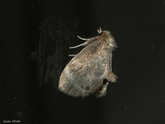 Packardia elegans