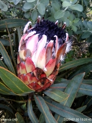 Protea longifolia × repens