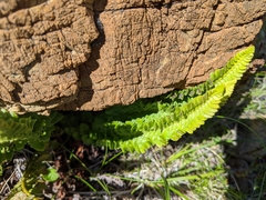 Polystichum kruckebergii