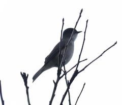 Pyrope pyrope fortis