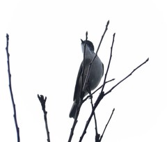 Pyrope pyrope fortis