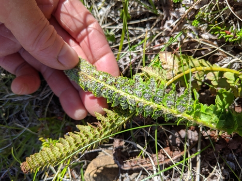 Image of Polystichum kruckebergii by (c) Erin McKittrick, some rights reserved (CC BY)